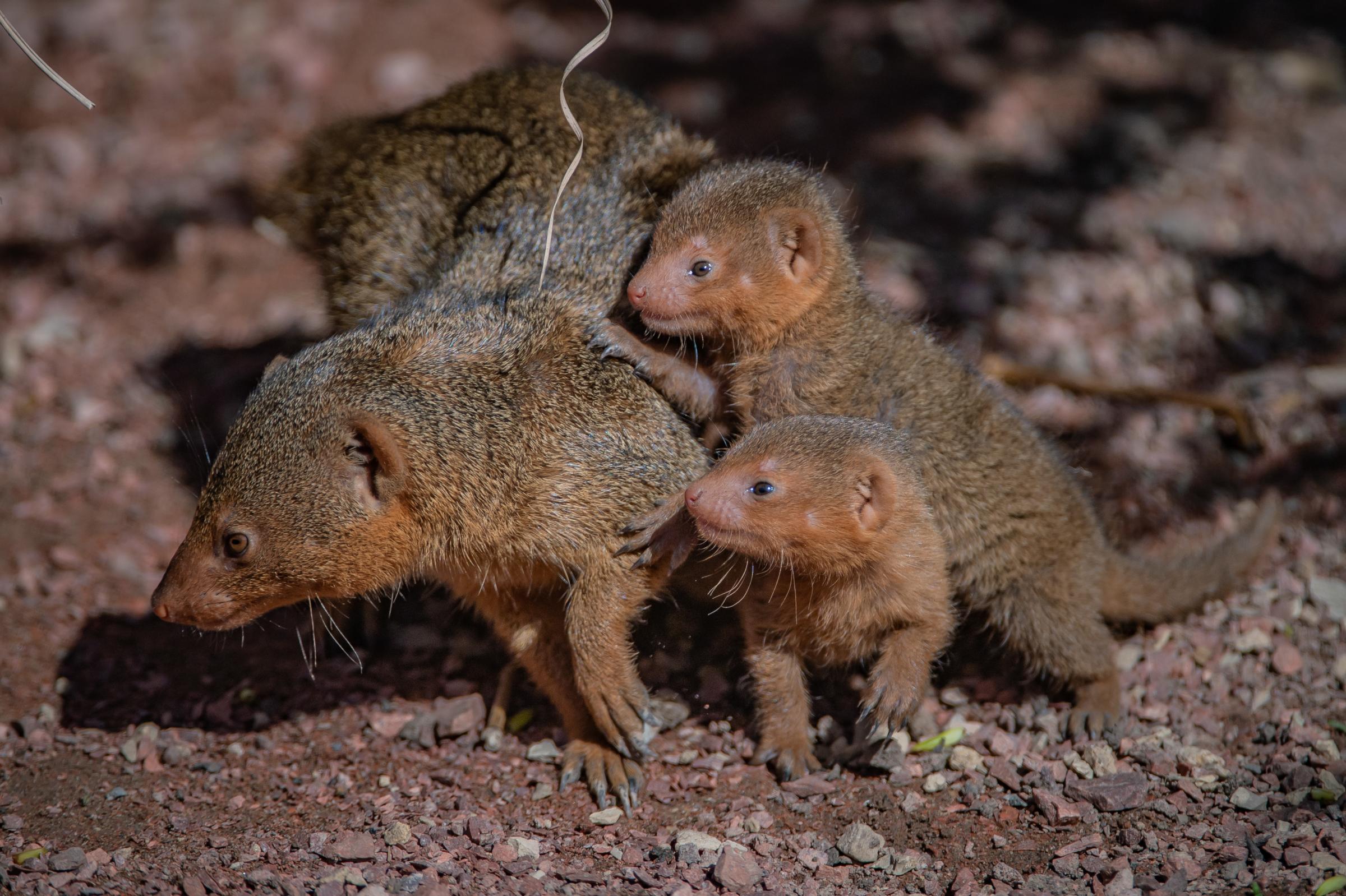 Baby Dwarf Mongoose Triplets Take First Steps Into Outside World At Chester Zoo Chester And District Standard