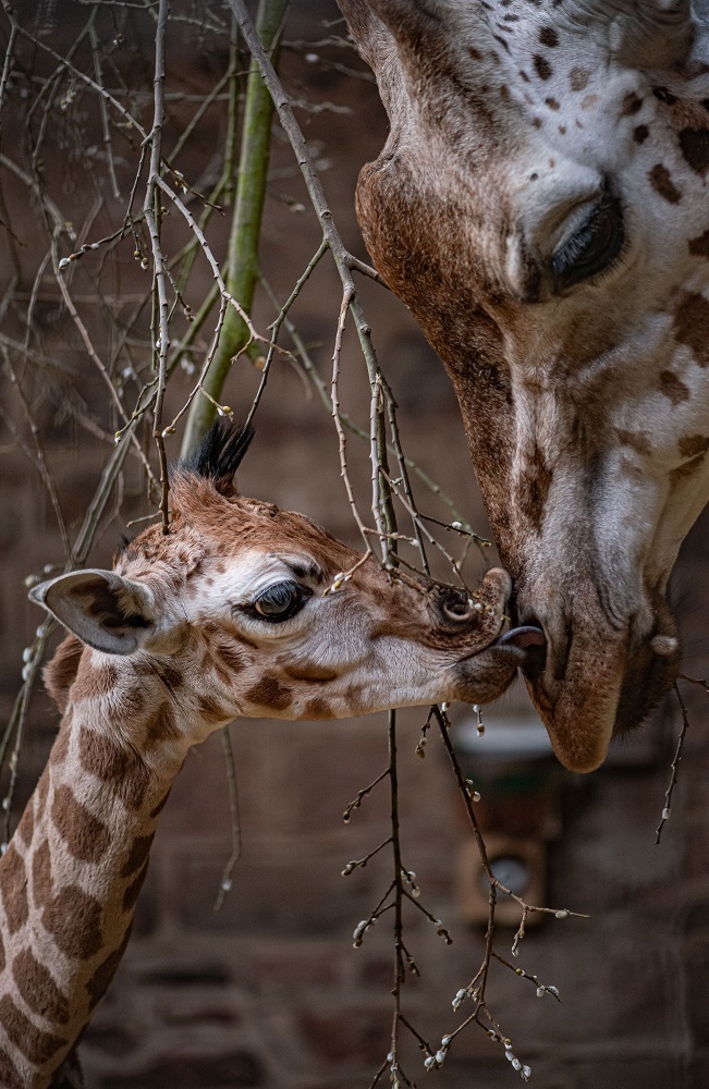 The birth of a rare baby giraffe has been captured on Chester Zoo cameras.