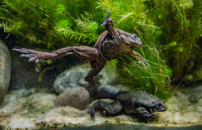 Rare ‘scrotum’ frogs on the edge of extinction go on display at Chester Zoo.