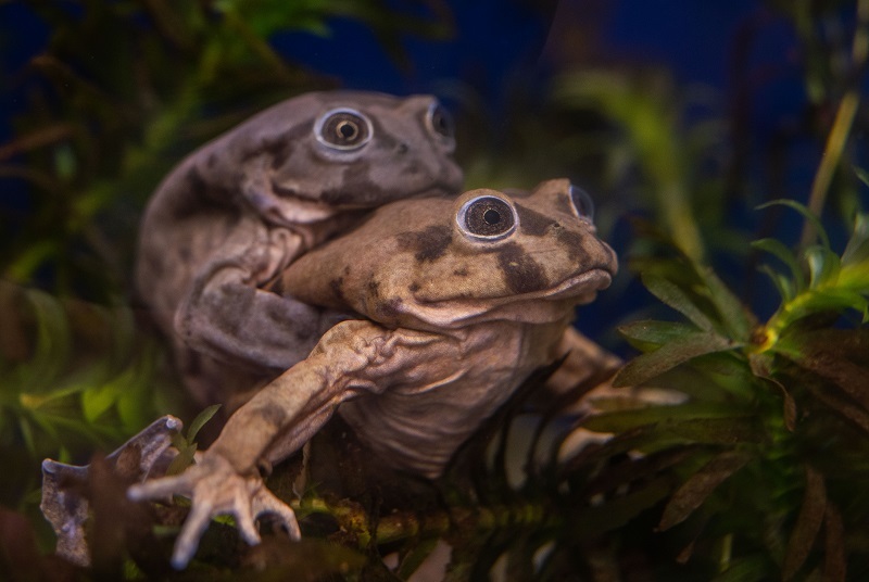 Rare ‘scrotum’ frogs on the edge of extinction go on display at Chester Zoo.