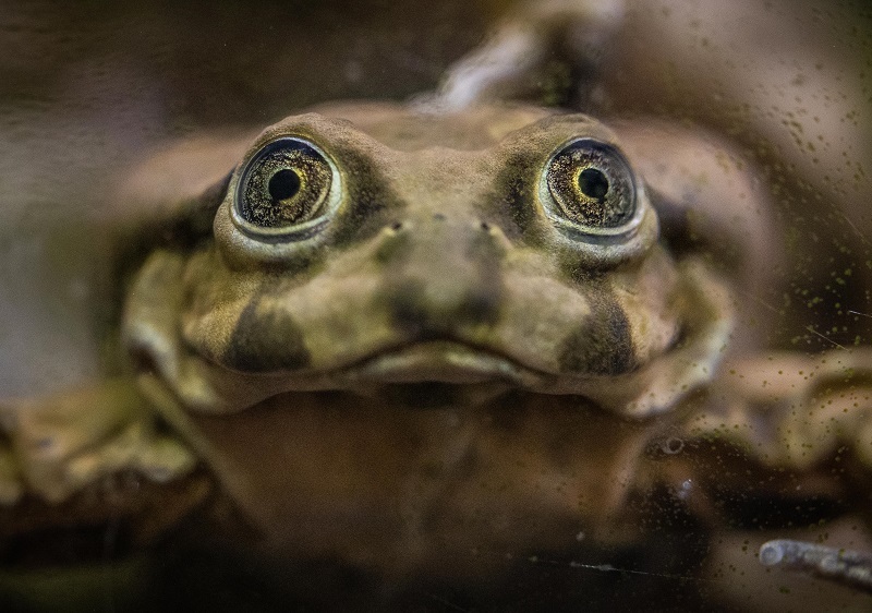 Rare ‘scrotum’ frogs on the edge of extinction go on display at Chester Zoo.