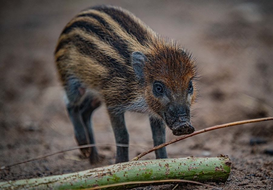 A Pig With A Mohawk: The Critically Endangered Visayan Warty Pig