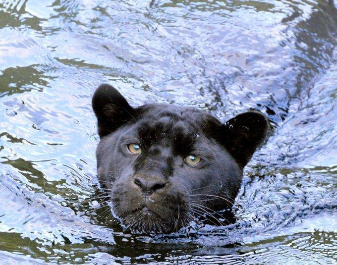 Picture of Goshi the black jaguar shared by Chester Zoo. Photo by Samantha Weaver.