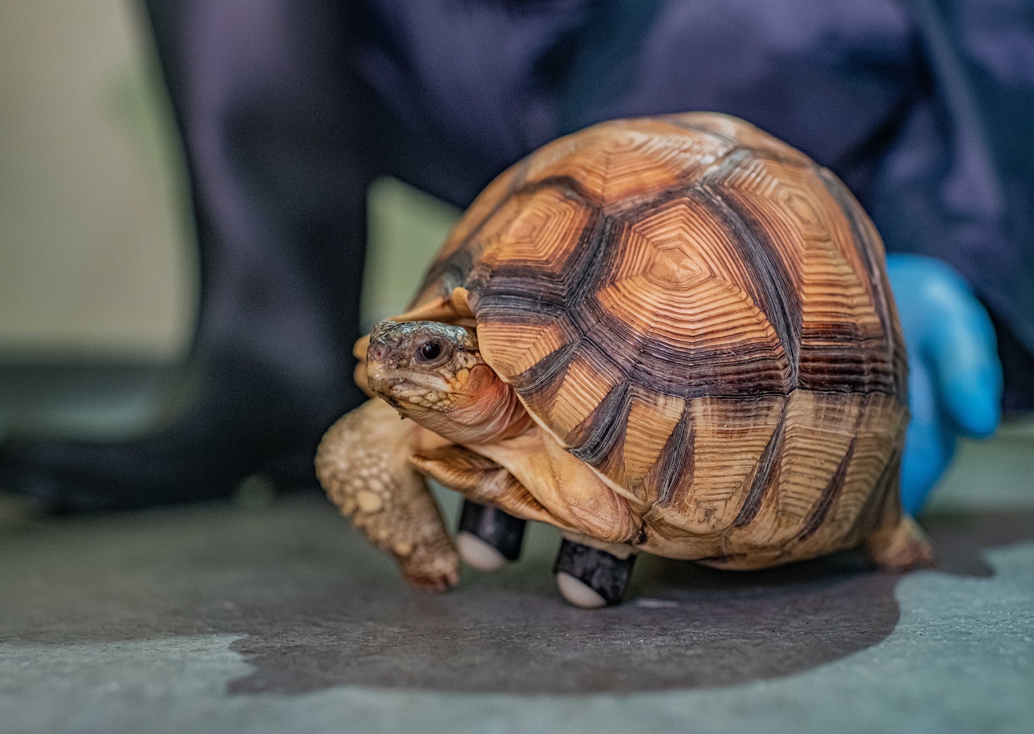 A plucky male ploughshare tortoise, nicknamed Hope, is now part of a vital conservation-breeding programme for the critically endangered species at Chester Zoo, thanks to a specially fitted prosthetic mobility support.