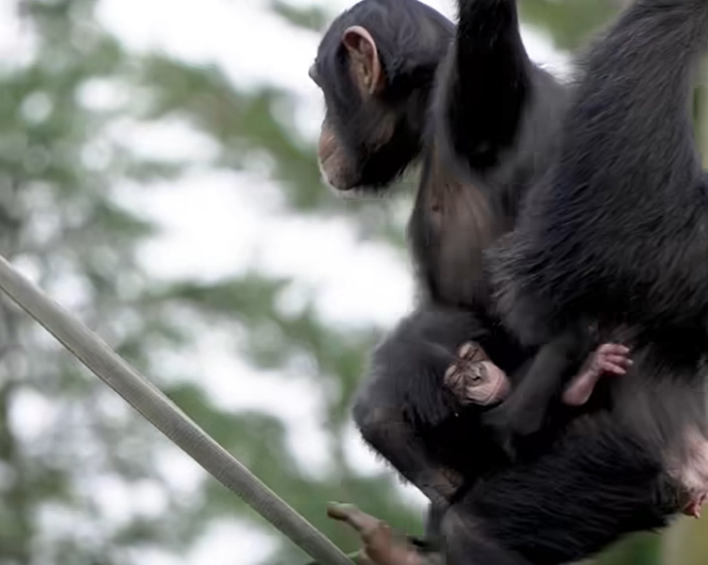 The new chimpanzee will be named after a pop or rock star, as is tradition among Chester Zoos keepers.