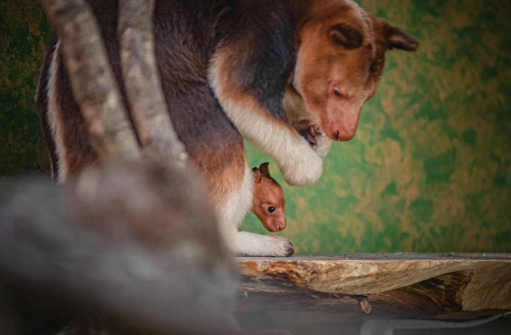 Baby joy as a rare tree kangaroo is born at Chester Zoo for the first time.