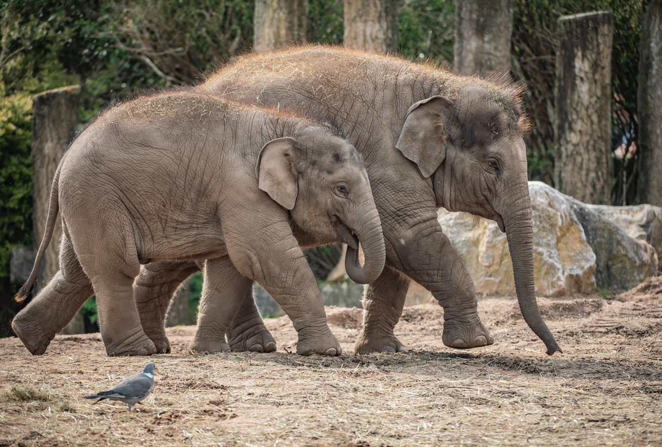 Asian elephants.