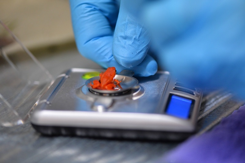 Critically endangered golden mantilla frogs are weighed during a health check-up at Chester Zoo.