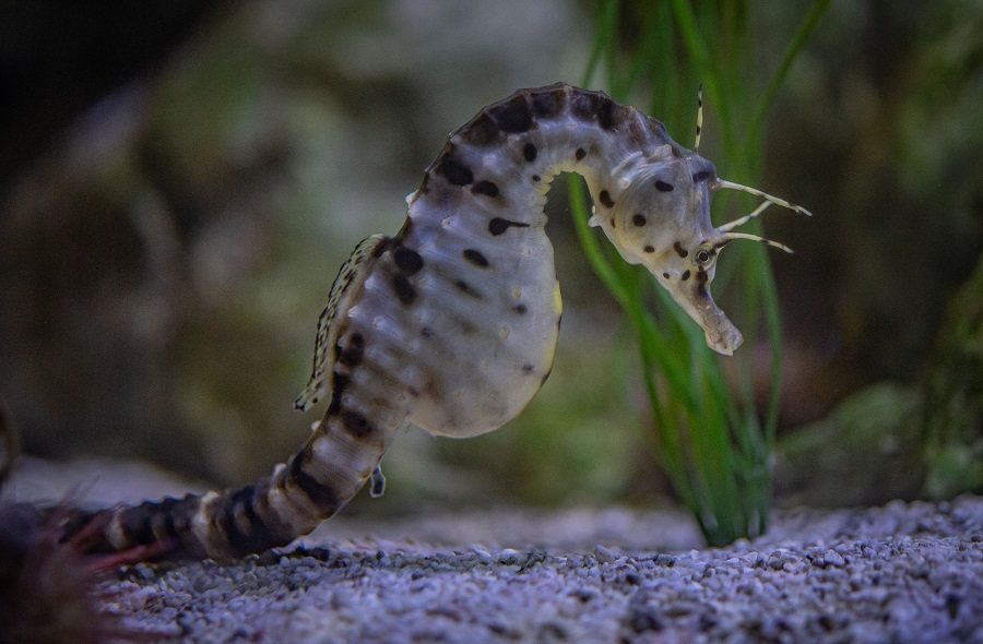 Big-bellied seahorse.