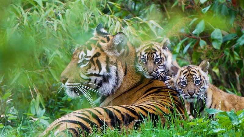 Cute Bengal Tiger Cubs Make Debut With Proud Mom