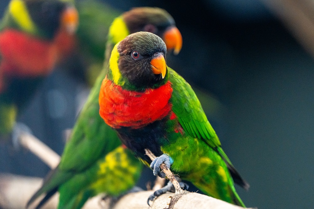 Two Mitchells lorikeets have hatched at Chester Zoo, giving conservationists hope for the future of the species.