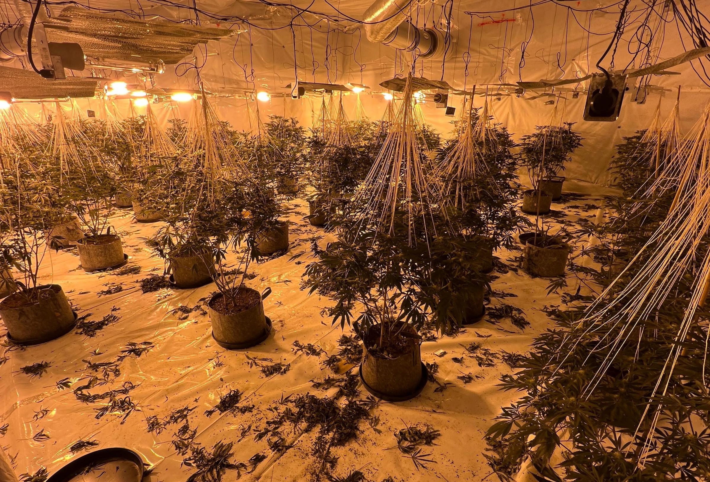 Inside the huge cannabis farm that was discovered by police