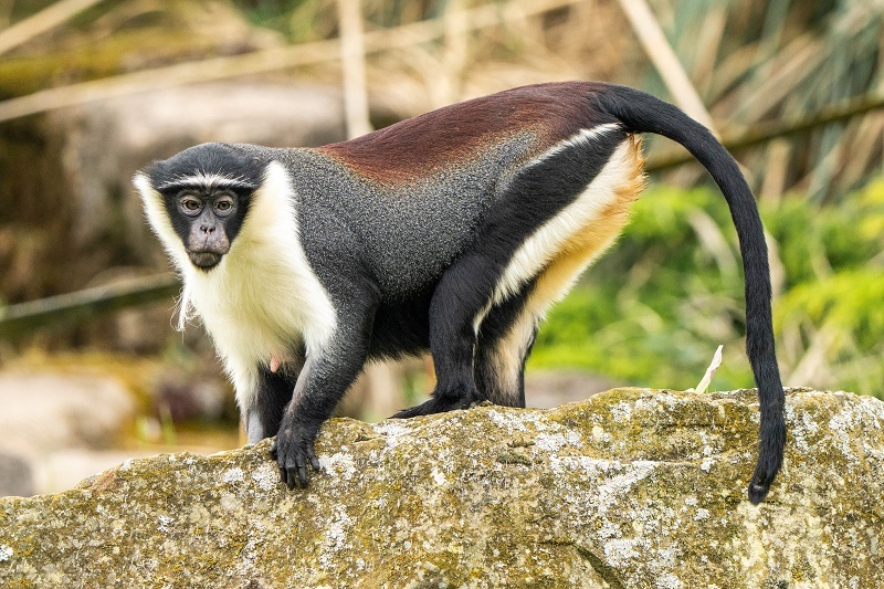 Chester Zoo has welcomed a family of rare Roloway monkeys as conservationists race to prevent their extinction.
