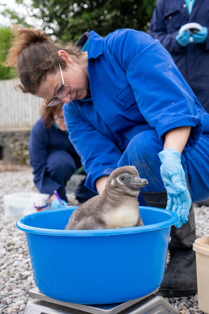  11 penguin chicks have hatched at Chester Zoo, the most to hatch at the zoo for more than a decade.