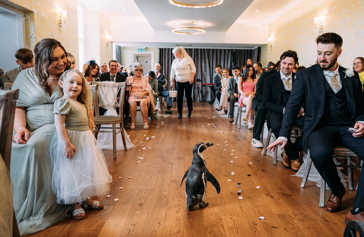 The penguin ring bearers at the wedding of Kerrilea Keilty and Joe Keilty who tied the knot surrounded by friends and family at The Old Palace in Chester.