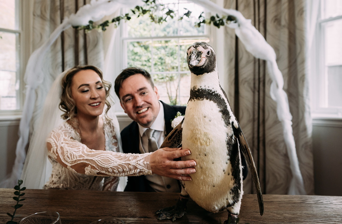 The penguin ring bearers at the wedding of Kerrilea Keilty and Joe Keilty who tied the knot surrounded by friends and family at The Old Palace in Chester.