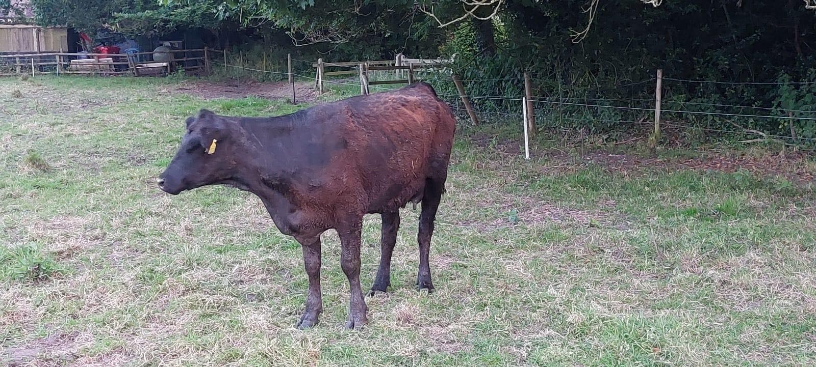 The cow after its ordeal. Picture: Cheshire Fire and Rescue Service.