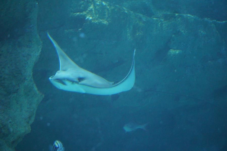 Eagle Ray glides through the Ocean Exhibit.