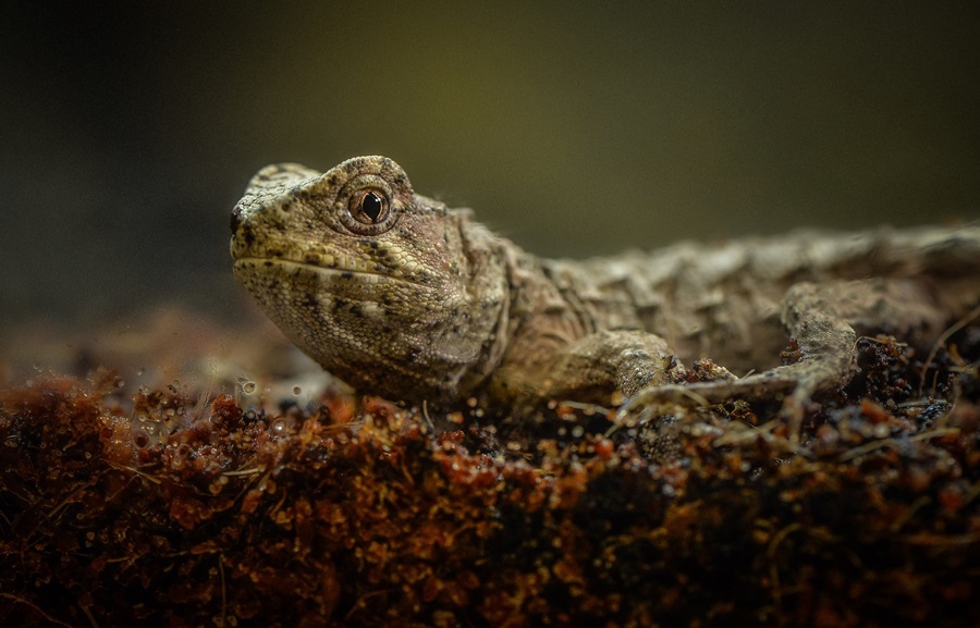 Baby tuatara at Chester Zoo