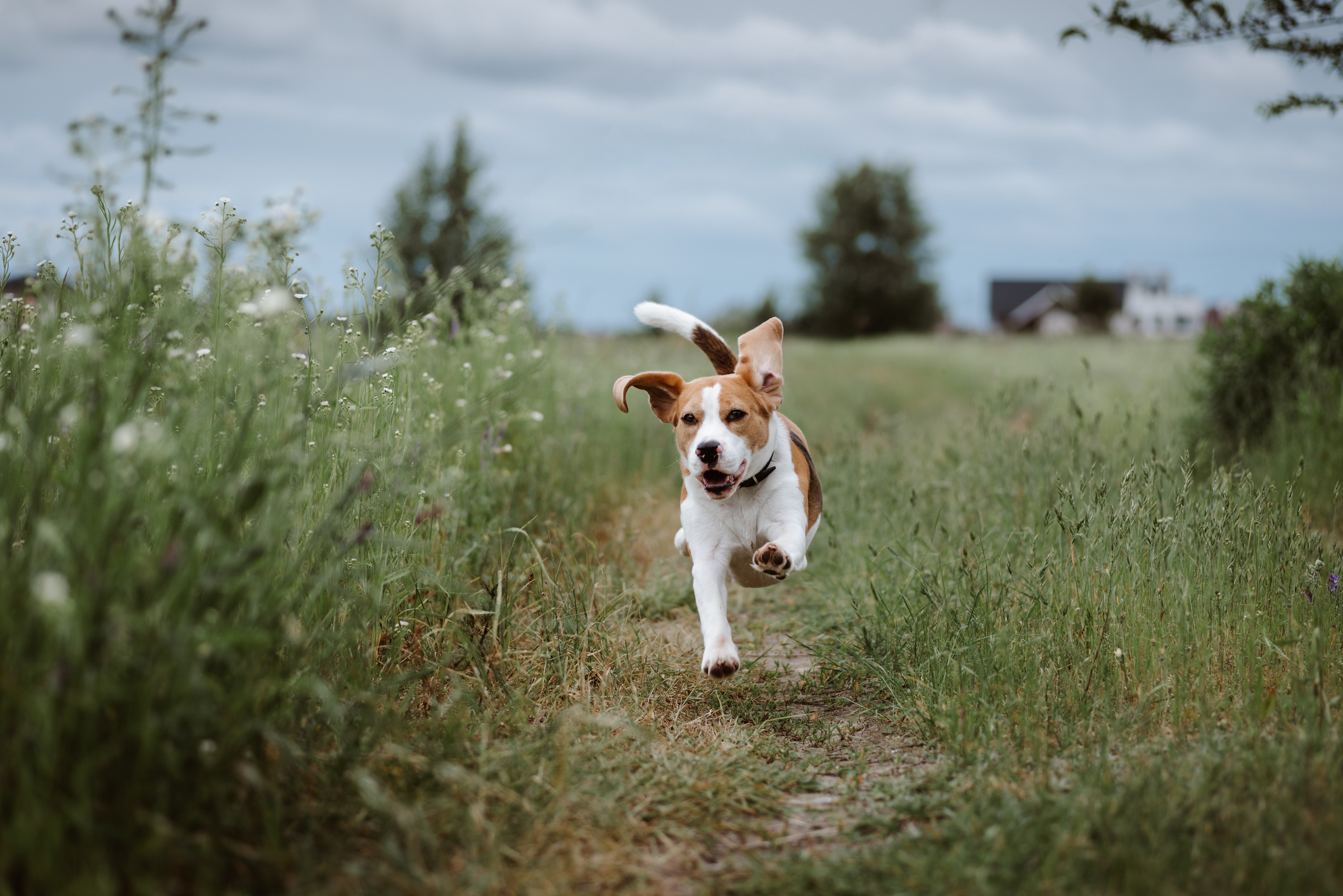 Days out that can include your dogs.