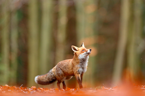 Chester Zoo plants 19,000 new trees in bid to restore Cheshires lost woodlands.