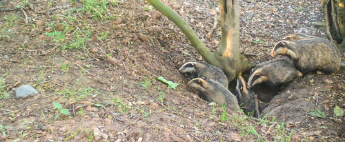 Chester Zoo plants 19,000 new trees in bid to restore Cheshires lost woodlands.